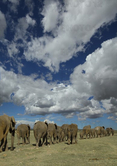 African elephants