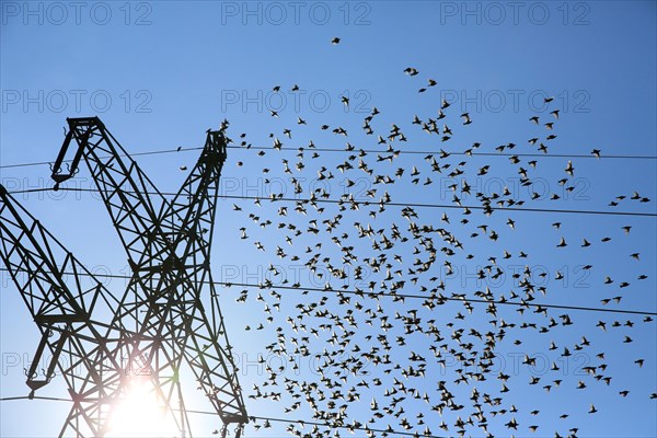 Common starlings