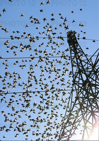 Common starlings