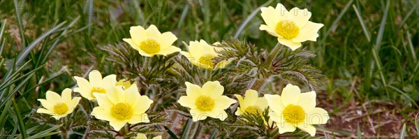 Alpine pasque flowers or alpine anemone