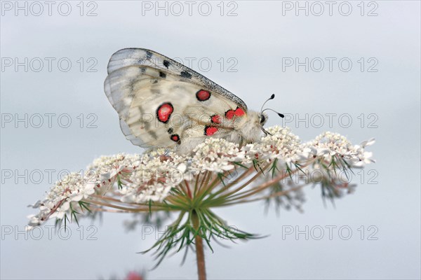 Apollo butterfly