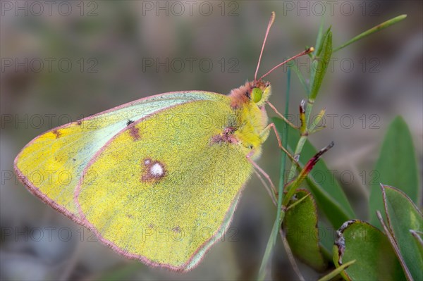 Pale Clouded Yellow butterfly