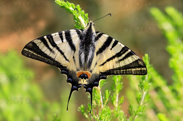 Scarce swallowtail