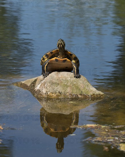 Portrait of yellow-bellied slider