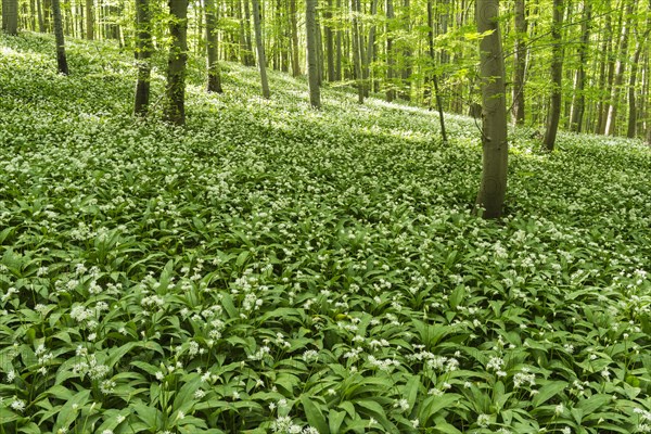 Wild garlic