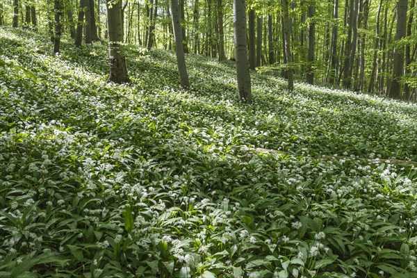 Wild garlic