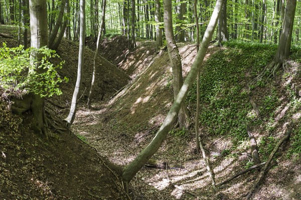 Gully in a beech forest