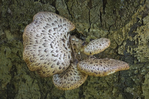 Dryad's saddle