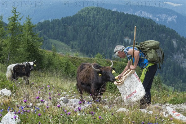 Shepherd feeding yak