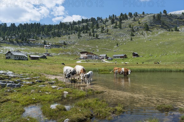 Cows standing in lake