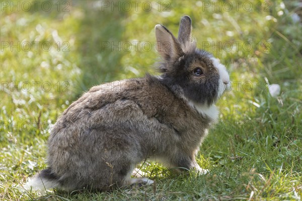 European or common rabbits