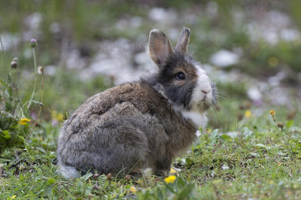 European or common rabbits