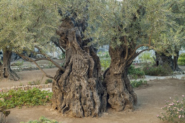 Olive trees