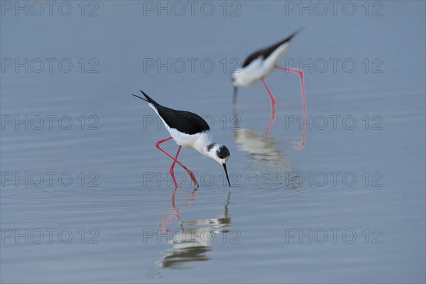 Black-winged Stilt