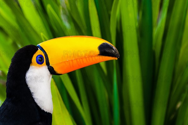 Toco Toucan