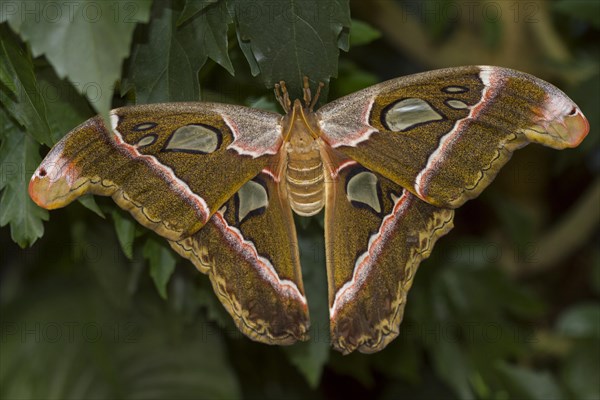 Atlas moth