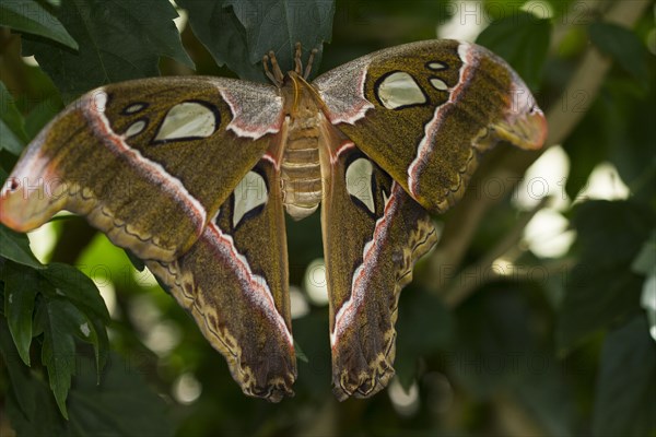 Atlas moth