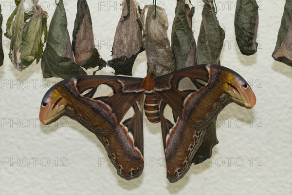 Newly hatched Atlas moth