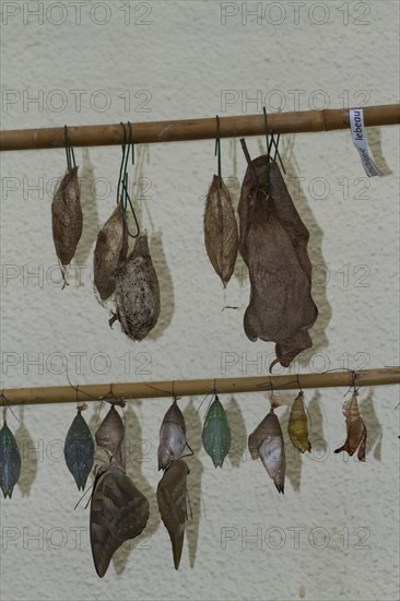 Butterfly pupae in the butterfly house on the island of Mainau