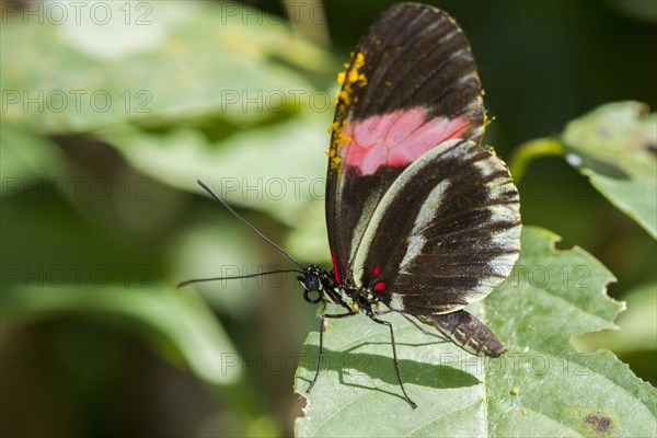 Heliconius besckei tropical butterfly in the butterfly house on the island of Mainau