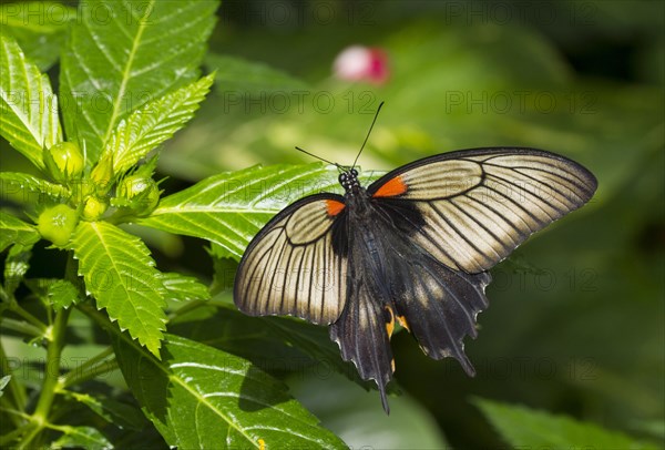 Swallowtail