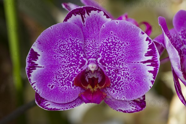 Phalaenopsis hybrids 'Taiwan' 'Red Cat'