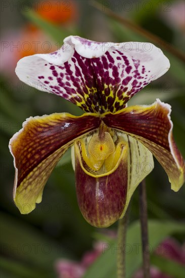 Lady's Slipper