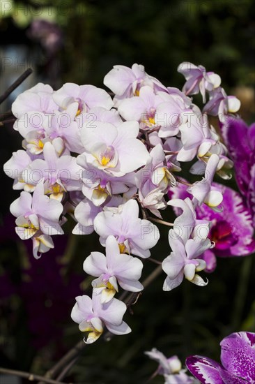 Orchid