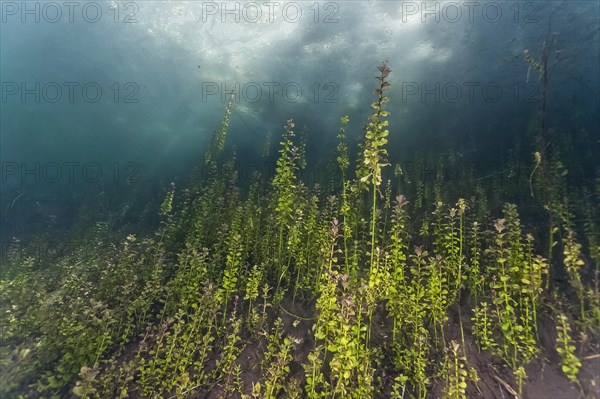 Pondweed