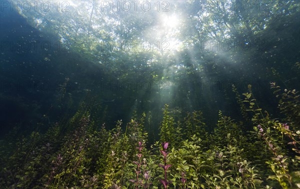 Pondweed