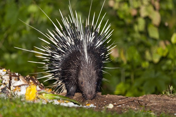 Malayan or Himalayan porcupine