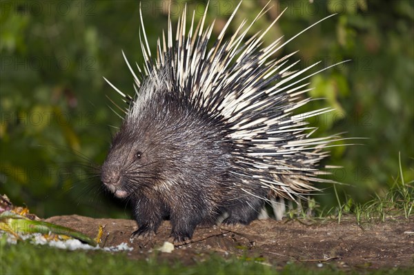 Malayan or Himalayan porcupine