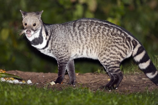 Large Indian civet