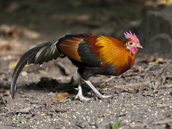 Red junglefowl