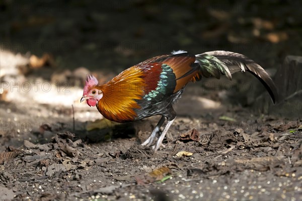 Male junglefowl