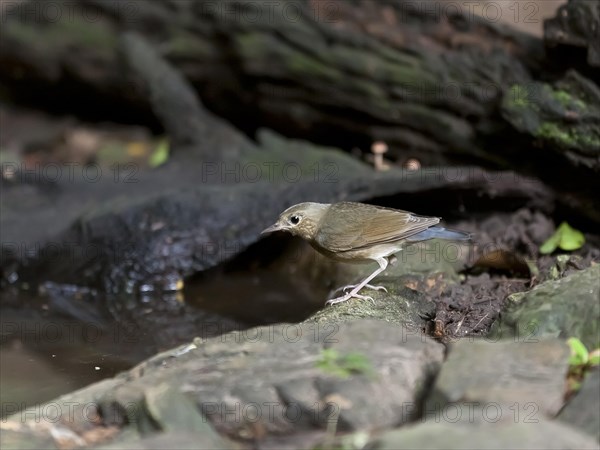 Siberian blue robin on the waterfront