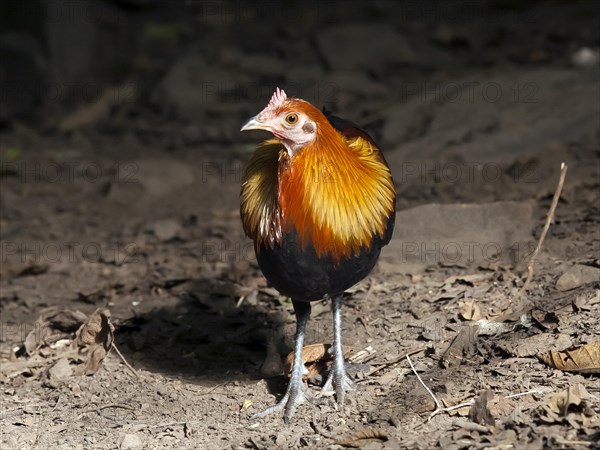 Junglefowl