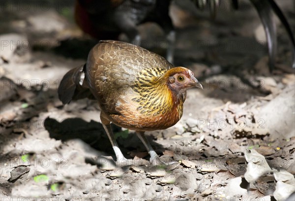 Royal junglefowl