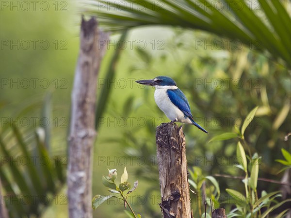 Collared kingfisher