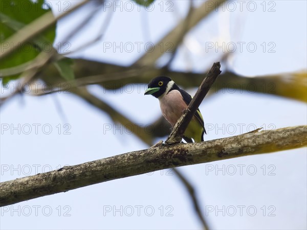 Black-and-yellow broadbill