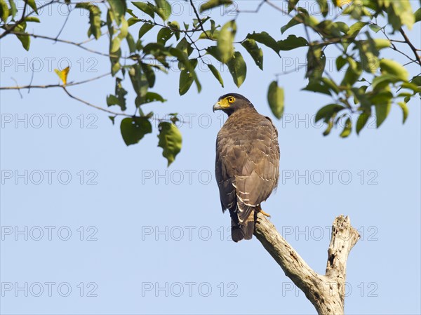 Crested serpent eagle