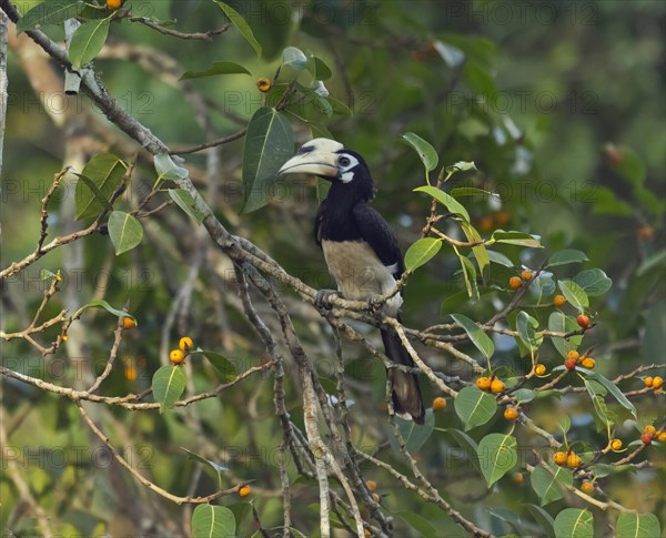 Oriental pied hornbill