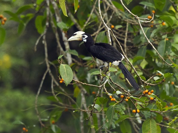 Oriental pied hornbill