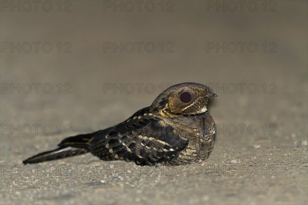 Large-tailed nightjar