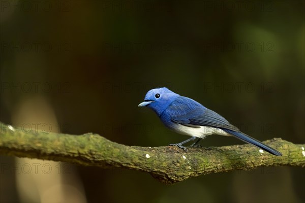 Black-naped monarch