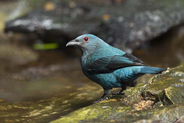 Female Asian fairy-bluebird