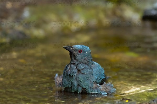 Female Asian fairy-bluebird