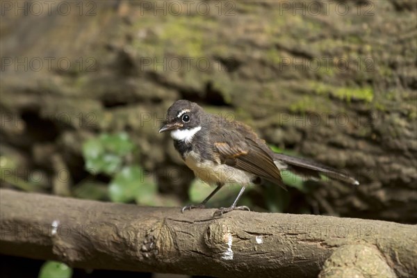 Malaysian pied fantail