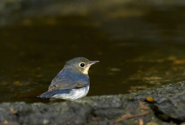Juvenile Siberian blue robin