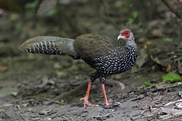 Kalij pheasant